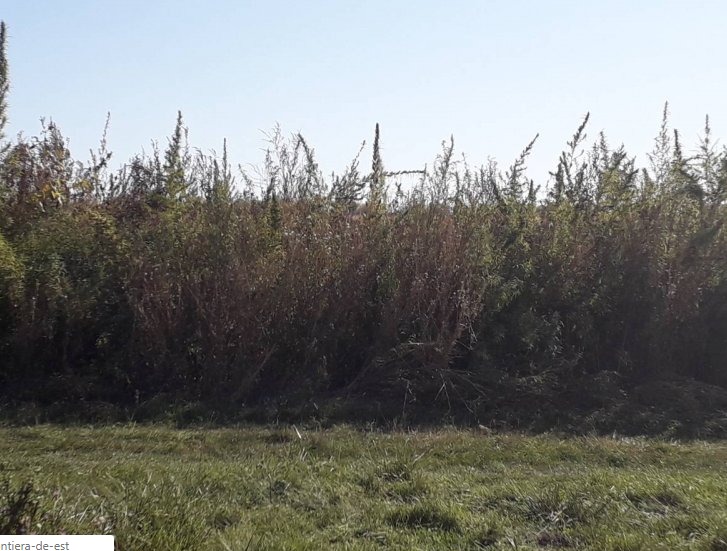 Пограничники обнаружили 3,5 сотки конопли в поле.