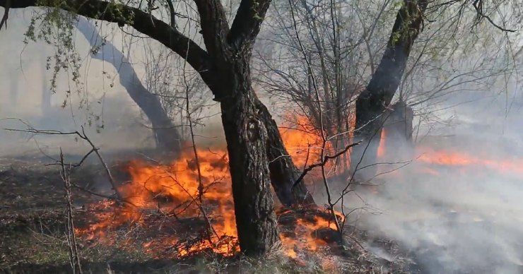 500 гектаров леса выгорело в Молдове только за последние два месяца.