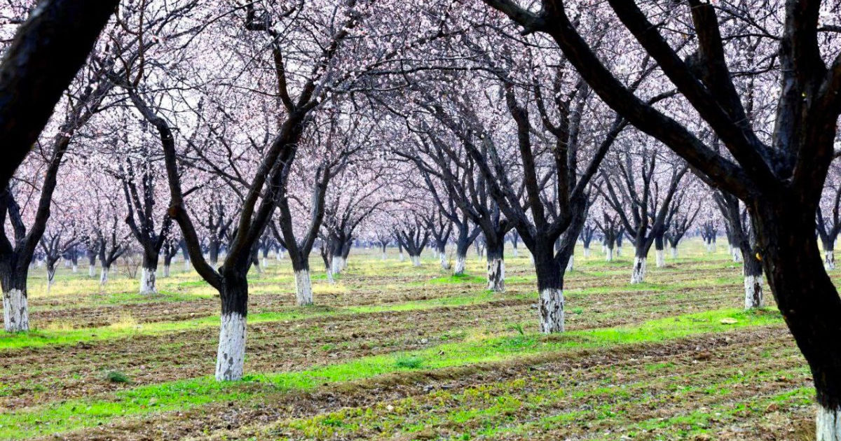 Заморозки угрожают урожаю: фермеры Молдовы принимают меры.