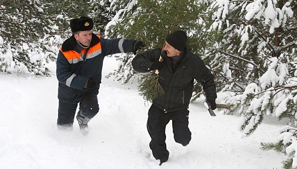 В отношении нарушителя составлен протокол за незаконную порубку деревьев. 