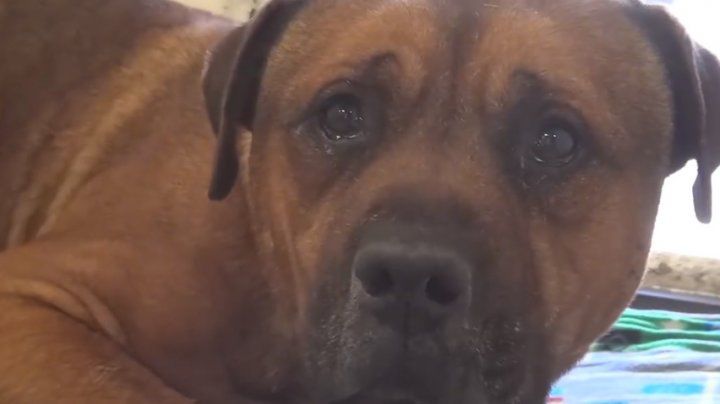 Emoționant: Un cățel, în lacrimi după ce a fost abandonat de stăpâni