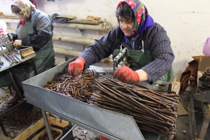 Atragerea zilierilor agricoli într-un mecanism simplificat de înregistrare a serviciilor prestate. Foto: mold-street.com
