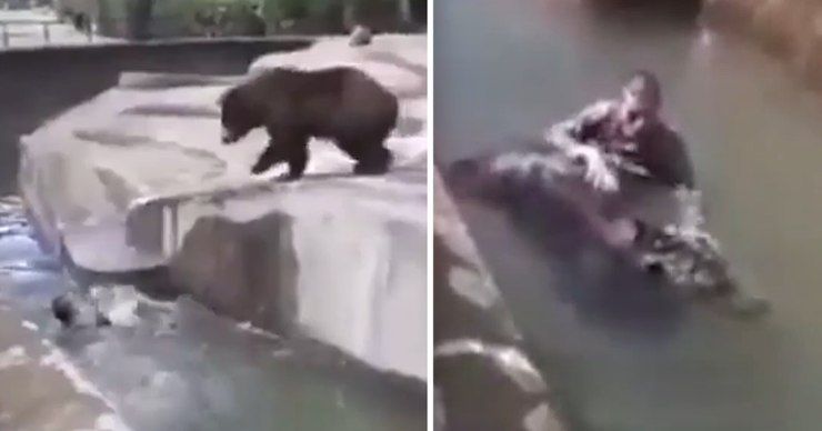 Пьяный посетитель зоопарка в Варшаве залез в вольер и пытался утопить медведя. Фото: Point.md.
