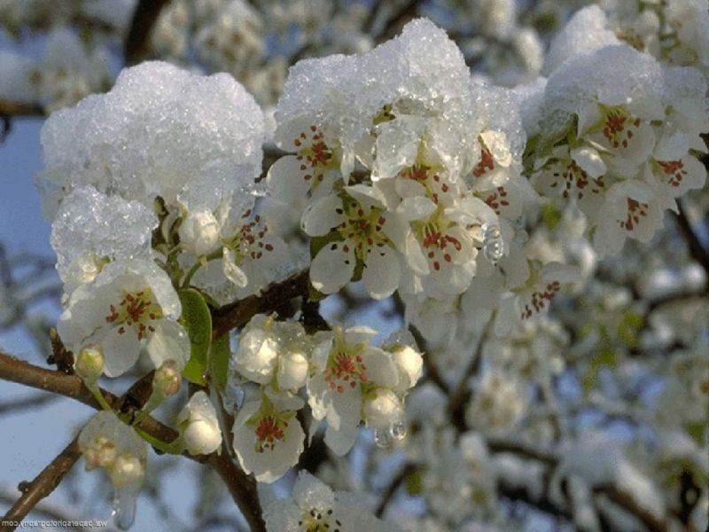 Meteorologii anunţă înghețuri în aer şi la suprafaţa solului. 