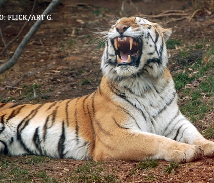 Un animal eliberat din captivitate de presedintele rus a trecut granita, satul de conditiile din tara condusa de Vladimir Putin.