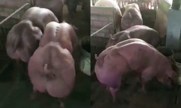 Un fermier a decis să modifice genetic o rasă de porci însă a creat niște monștri. 