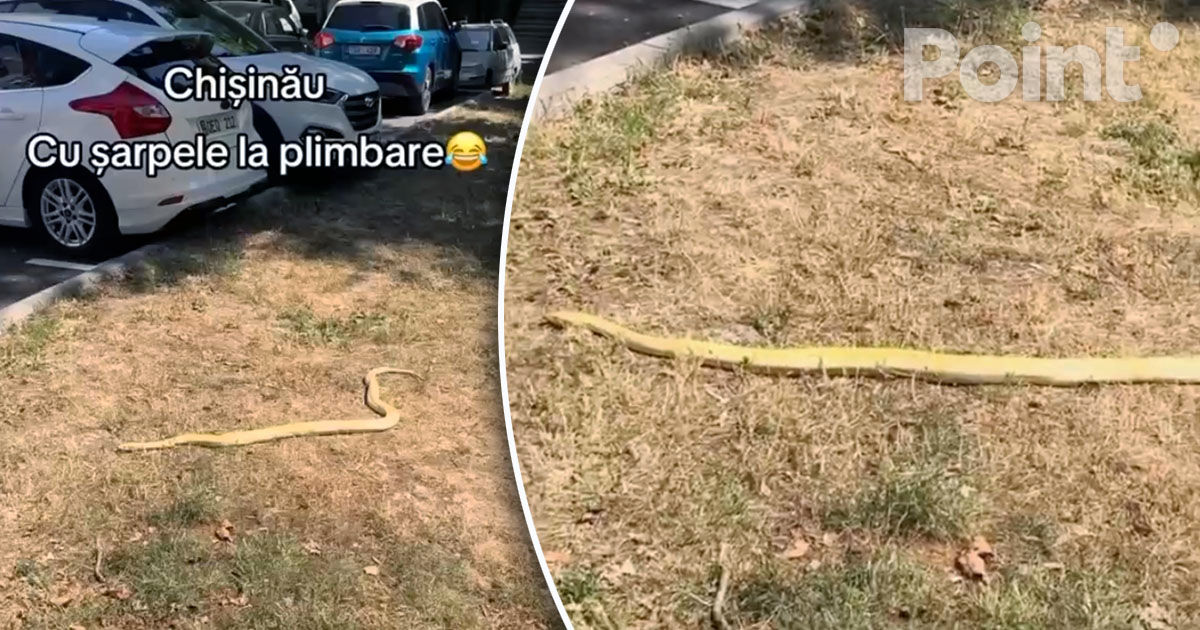 Un șarpe mare, surprins în curtea unui bloc de locuințe din Capitală.