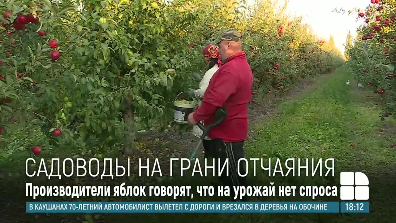 Садоводы севера Молдовы: Рабочих рук не хватает, топливо подорожало, а заводы покупают яблоки за копейки.