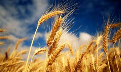 Seceta din acest an taie din producţia de grâu. Foto: trm.md