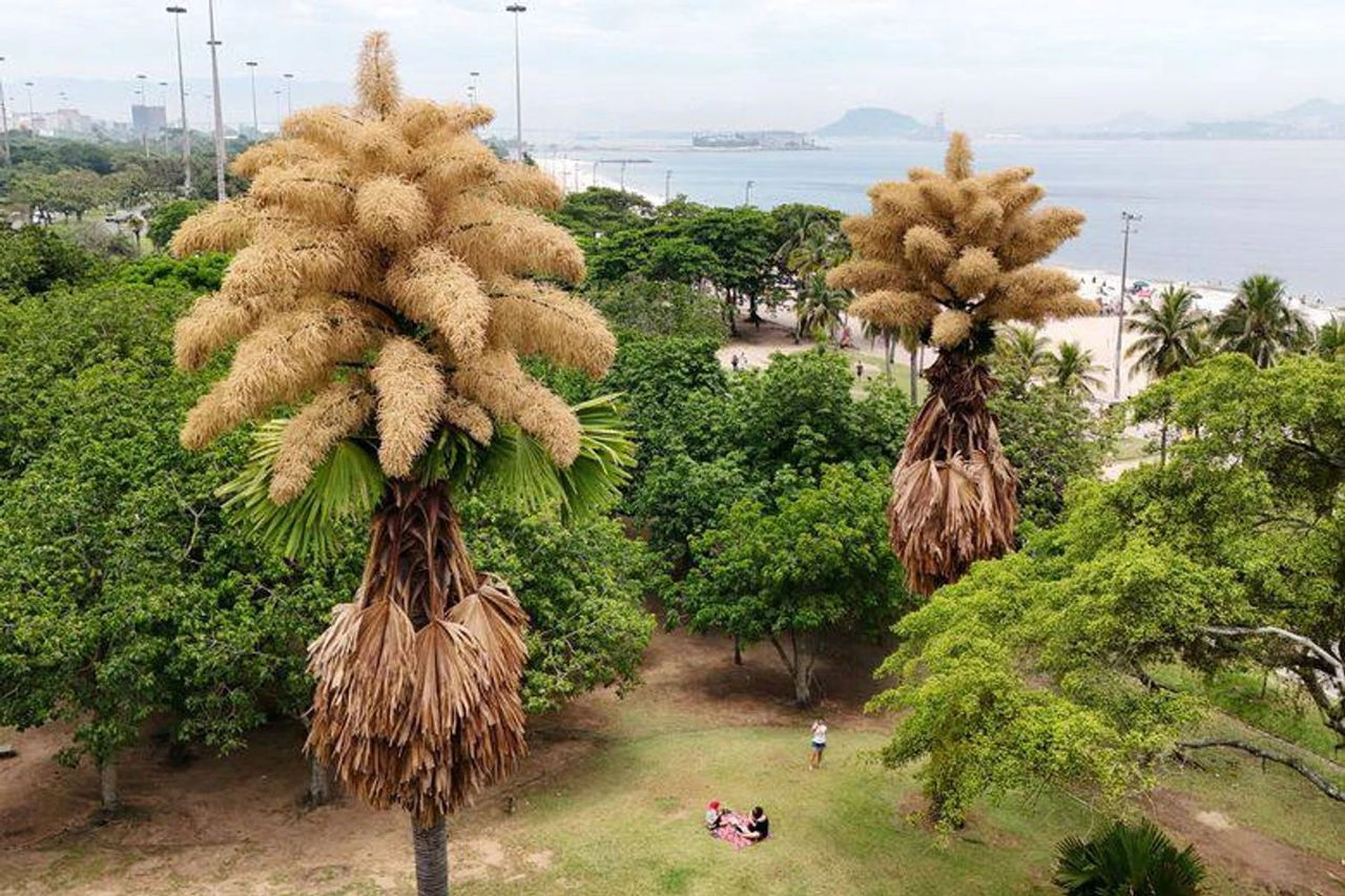 În Brazilia au înflorit palmieri care numai o dată la 80 de ani o pot face.
