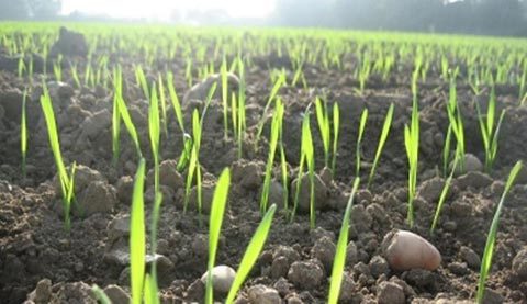 Из-за тёплой погоды уже начался вегетационный период. Фото: agronomiy.ru.