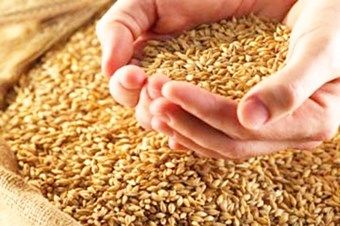 Минсельхоз не будет вмешиваться в формирование цен на пшеницу.
