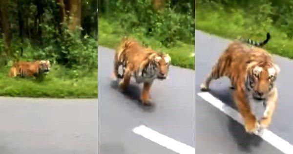 Видео с погоней тигра за байкерами напугало пользователей сети.