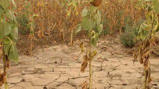 Lipsa acută de precipitații ne arată că Moldova va traversa din nou o vară secetoasă. Foto: mbc.md