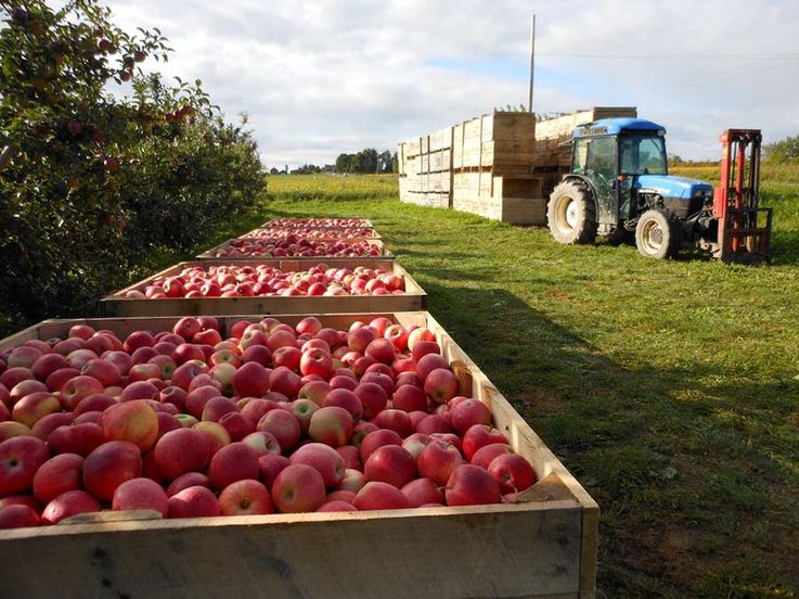 Фермеры считают недостаточном рост цен на яблоки, произведённые в РМ