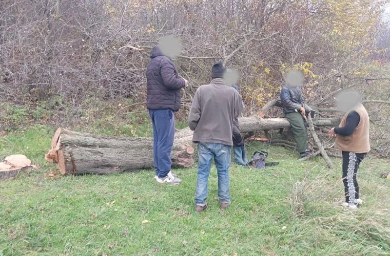 Tăieri ilegale de arbori, înregistrată într-o pădure din raionul Râșcani.