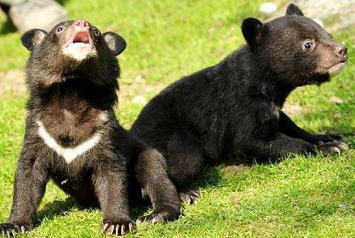 Un chinez a crescut doi pui de urs crezând că sunt câinișori. Foto: descopera.ro