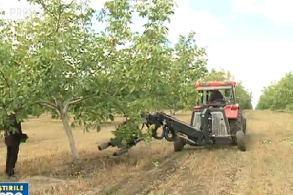 Cu tractorul la scuturat nuci. Metoda unui fermier din Telenești pentru a strânge nucile. 