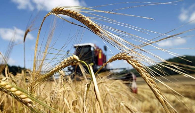 Производство сельхозпродукции в Молдове сократилось в 2020 году более чем на четверть.