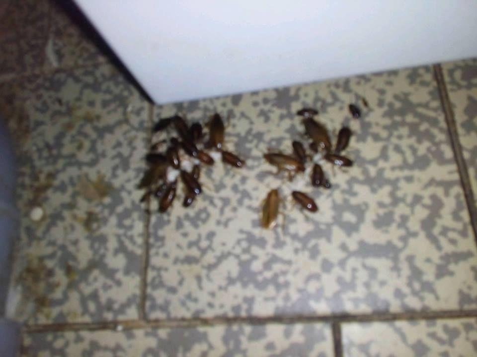 Gândaci în secția Chirurgie Nou-Născuți de la IMC. Reacție oficială
