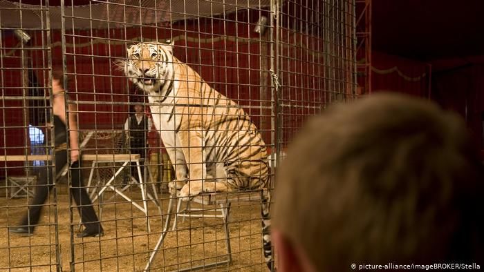 Во Франции хотят запретить держать диких животных в цирках и дельфинариях.