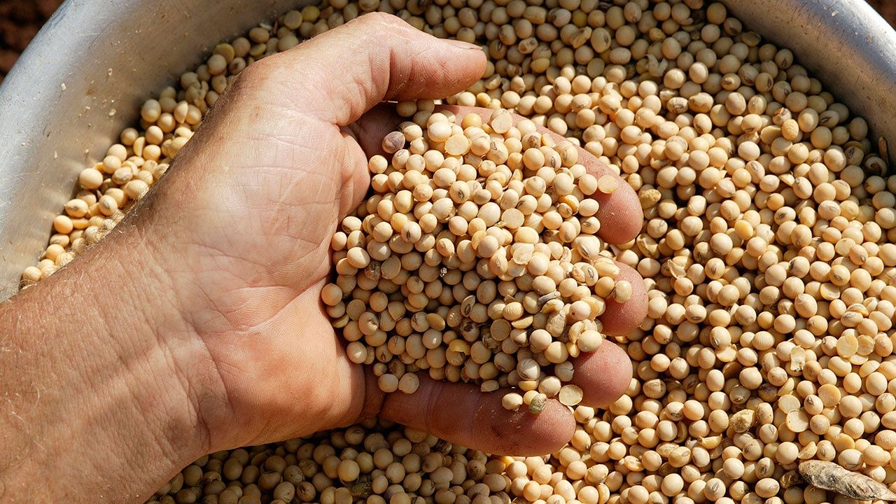 Ученые определили главный продукт японского долголетия.