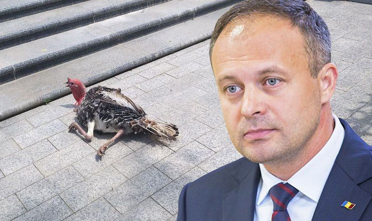 Канду прокомментировал инцидент с индюками, подброшенными к президентуре.