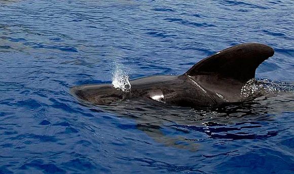 Американские ВМС закупают 136 тыс. гидроакустических буёв. Фото: tenerife.viborzhizni.ru