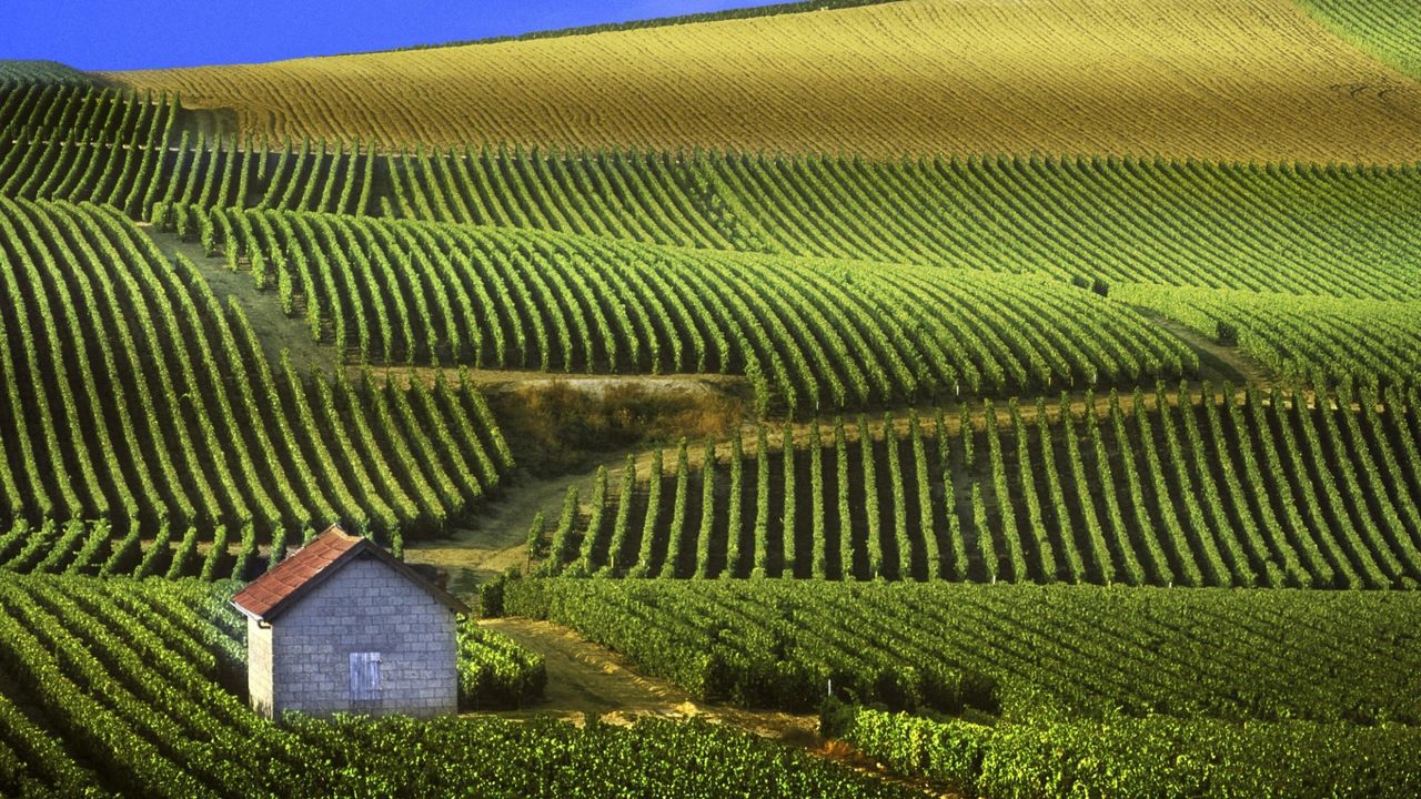 Vom utiliza drona pentru a depista bolile viței-de-vie. Foto simbol: Atelierul de vinuri