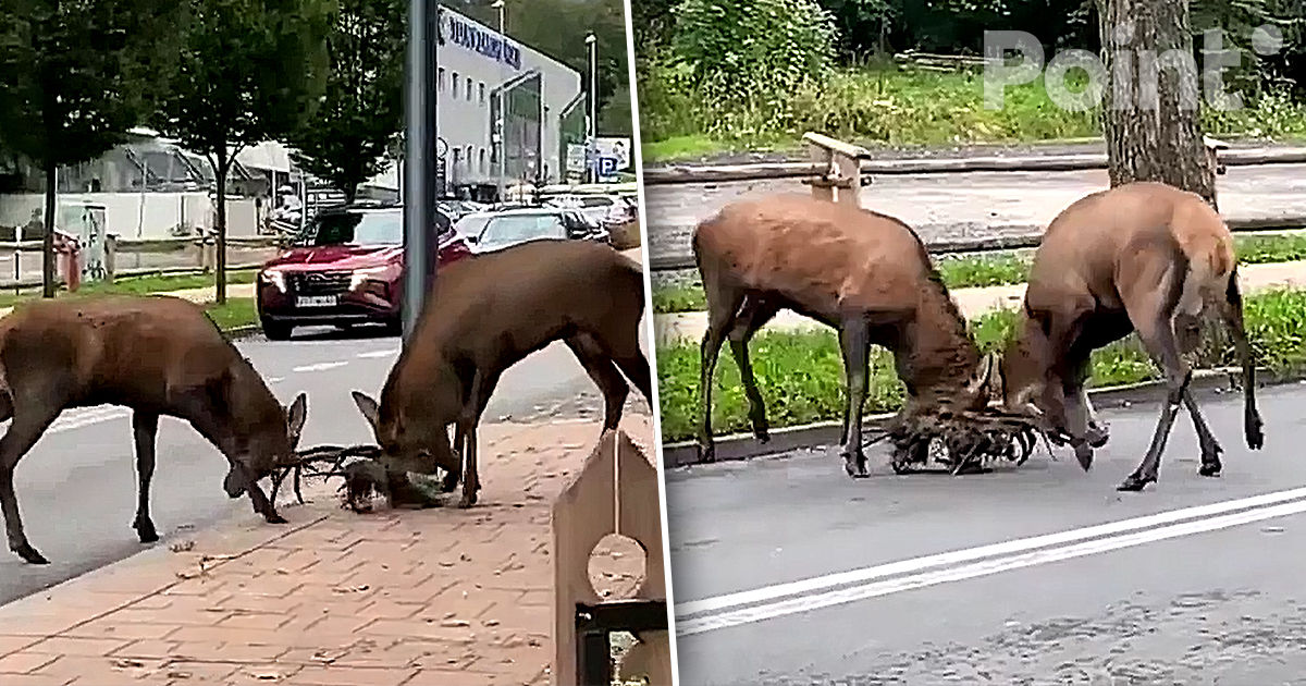 Олени устроили дуэль в центре польского города.
