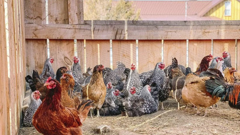В Молдове растет опасность вируса птичьего гриппа.