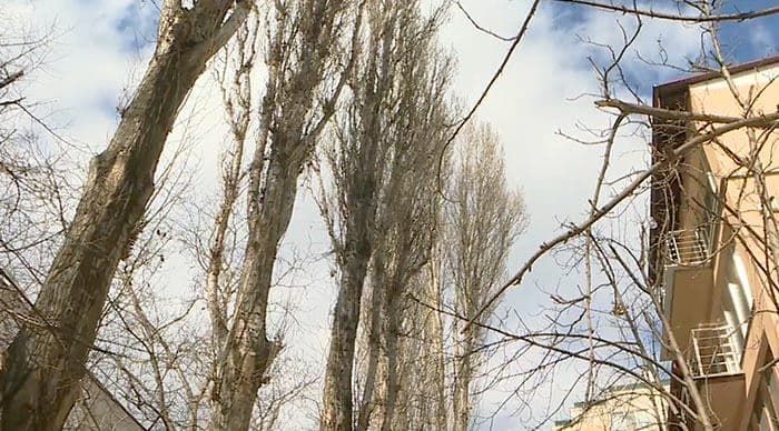 На Старой Почте тополя угрожают безопасности кишинёвцев