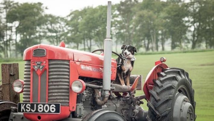 Un câine a produs panică printre şoferii din trafic, după ce a preluat comanda unui tractor. Foto: rtv.net
