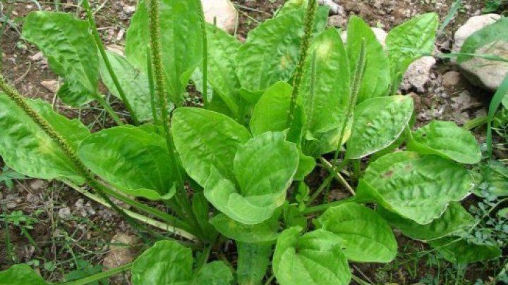 Planta miraculoasă care te ajută să scapi de fumat