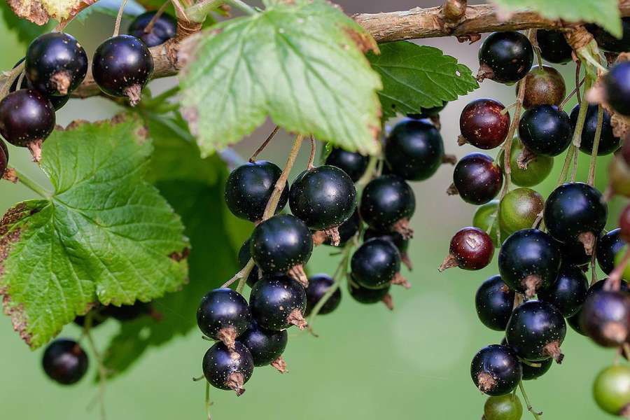 Врач перечислила продукты, сохраняющие здоровье кишечника.