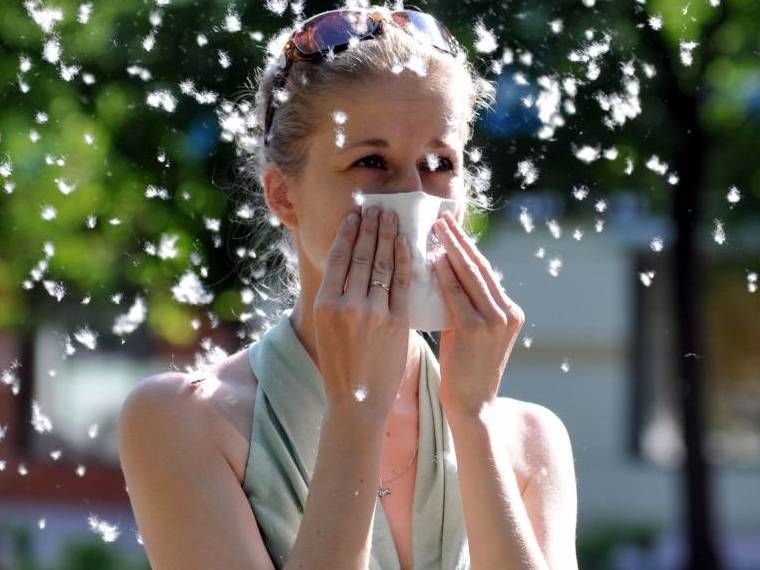 Alergia la puful de plopi este asemnătoare cu alte alergii, ea manifestându-se prin simptome precum: lăcrimarea ochilor, strănut, mâncărime la nivelul nasului sau a ochilor și secreţie nazală.