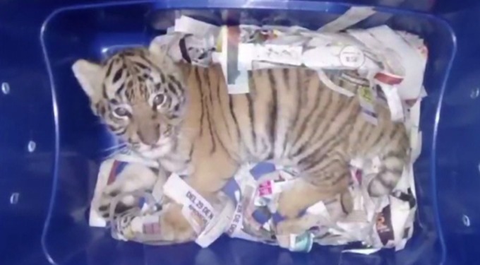 Cine e băiatul care a încercat să trimită un tigru printr-un colet