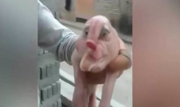 Un porc mutant, cu față de om s-a născut în China.