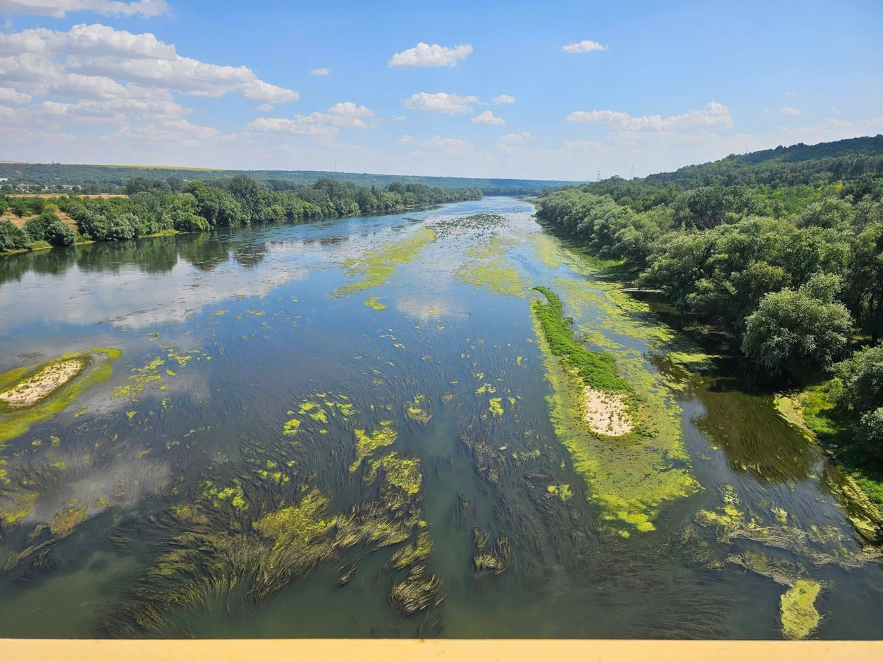 Днестр превращается в болото: Вода позеленела, появились густые водоросли.