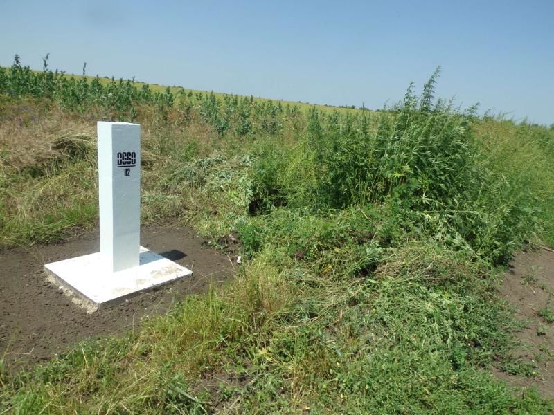 Plantații de cânepă și mac, nimicite în zona de frontieră. Foto: border.gov.md