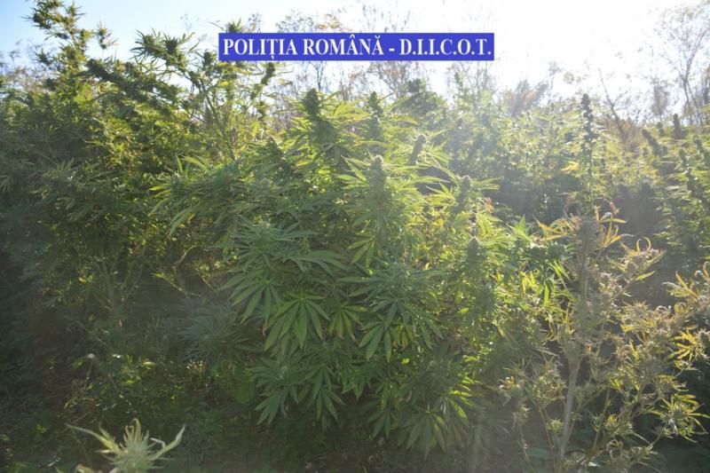 Cea mai mare captură din România: 2,5 tone de cannabis. Foto: digi24.ro