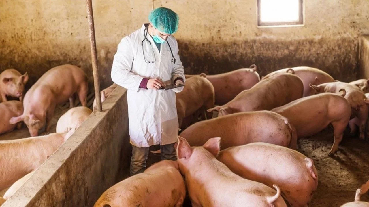Carantină în șapte localități din raionul Cahul după confirmarea unui focar de pestă porcină africană.