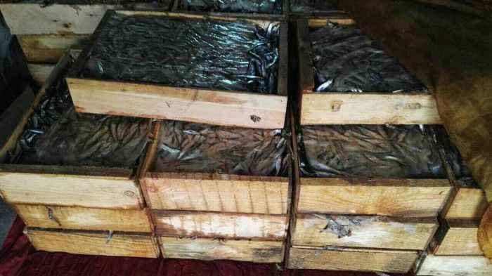 Contrabandă cu 500 kg de pește fără acte de proveniență. Foto: igp.gov.md 