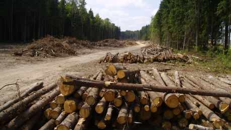 Лесники говорят, что не знали о незаконной вырубке.