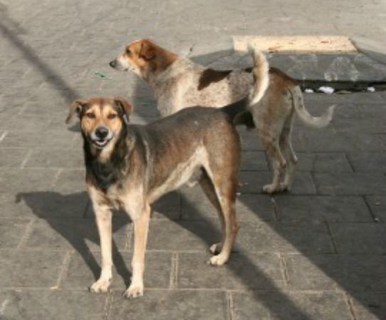 Tot mai mulți oameni își abandonează în stradă animalele de companie