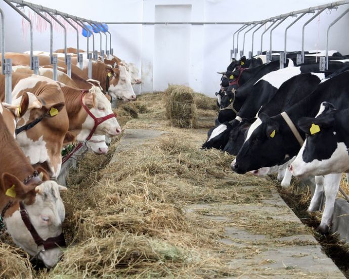 Объемы производства животноводческой продукции в январе-сентябре остались практически на прошлогоднем уровне.