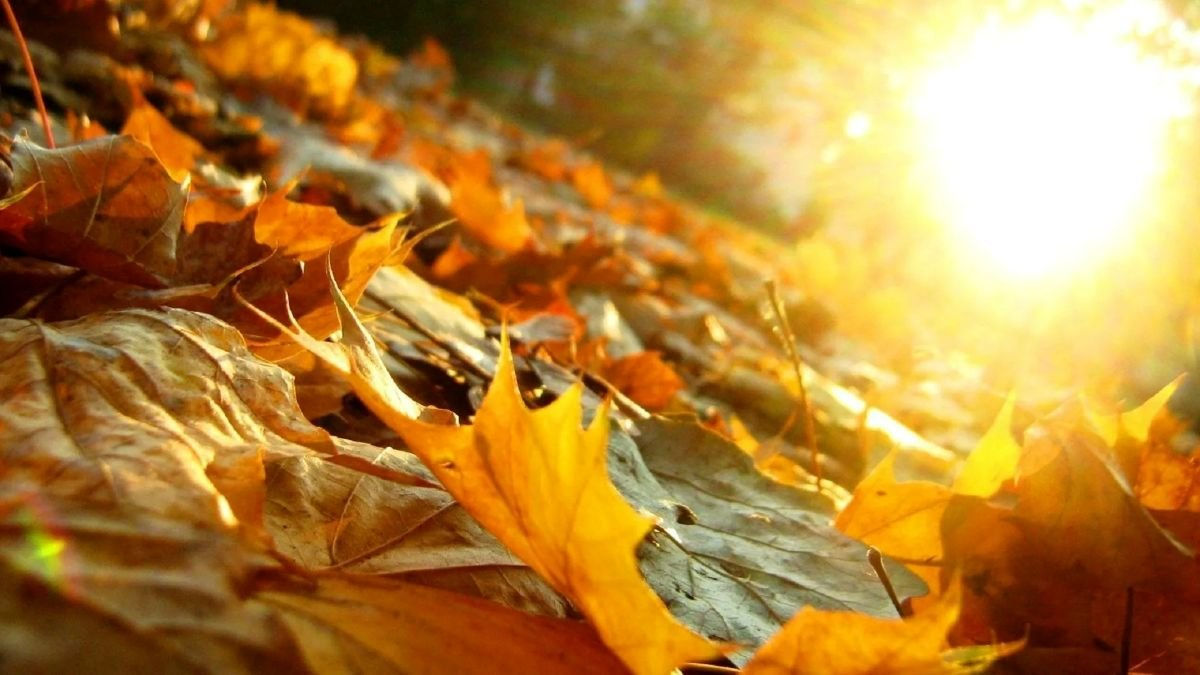 Ultima săptămână din octombrie va fi călduroasă: Termometrele vor indica până la +17°C.
