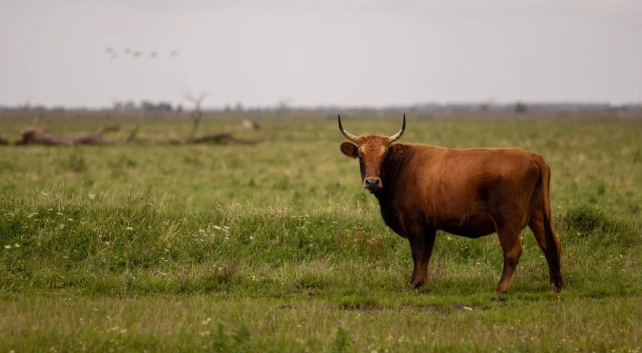 O copilă de 10 ani, luată în coarne de un bou la Briceni: A fost transportată la spital.