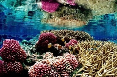 Сезон массового размножения кораллов начался у берегов Австралии, фото usfwspacific