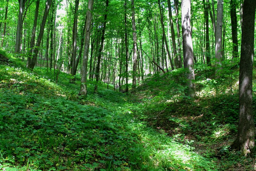 Datorii de peste 12 mln de lei din arenda pădurilor. Foto: moldovenii.md